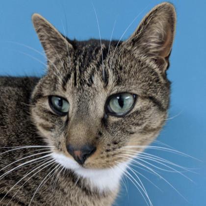 Zippo, Adoptable, Adult Male Domestic Short Hair & Domestic Short Hair.