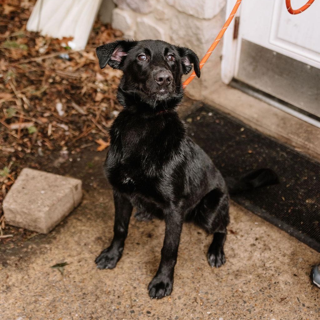 Enlarge Kovu, a Adoptable mixed breed in Chester Springs, PA image 4/6