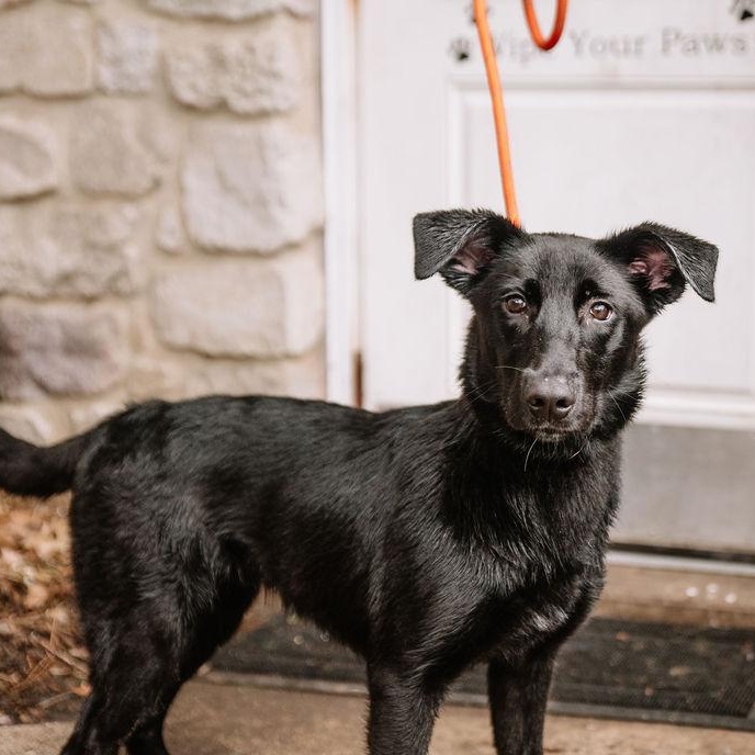 Kovu, Adoptable, Young Male Belgian Shepherd / Malinois & Golden Retriever.