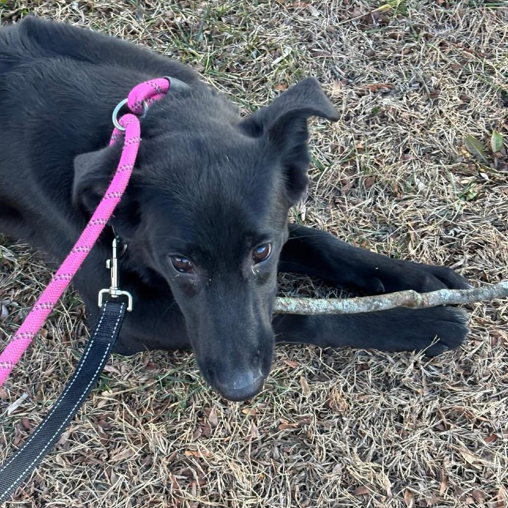 Enlarge Kovu, a Adoptable mixed breed in Chester Springs, PA image 3/6