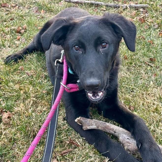 Enlarge Kovu, a Adoptable mixed breed in Chester Springs, PA image 2/6