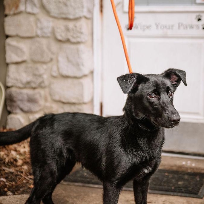 Enlarge Kovu, a Adoptable mixed breed in Chester Springs, PA image 6/6