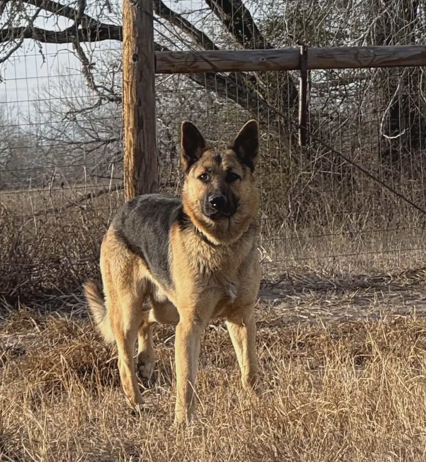 Enlarge Bear, a Adoptable German Shepherd Dog in BALTIMORE, MD image 2/6