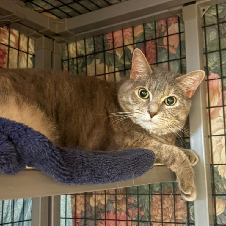 Arya, Adoptable, Senior Female Domestic Short Hair.