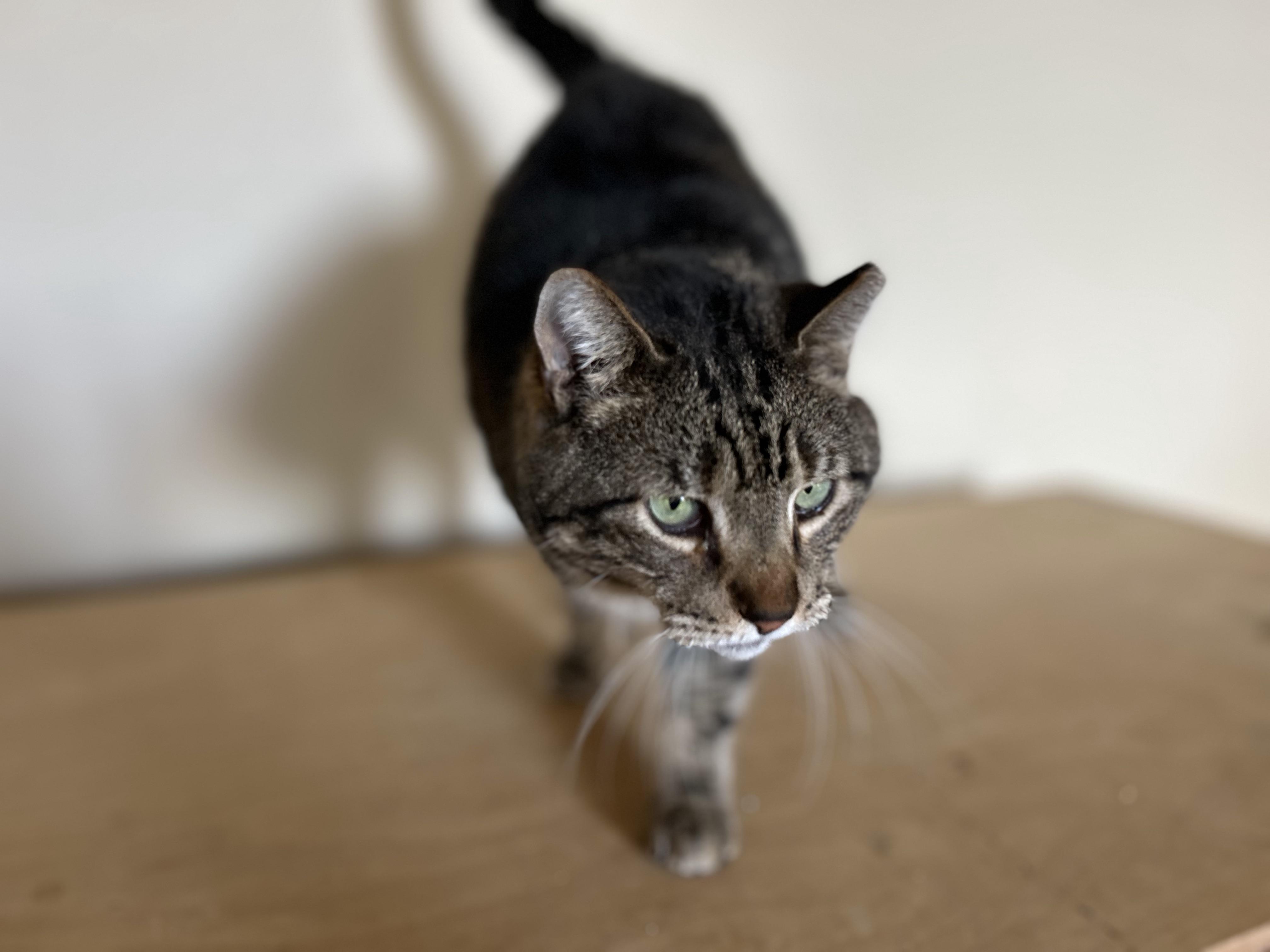 Swirly Boy, a Adoptable Domestic Short Hair image 6/6