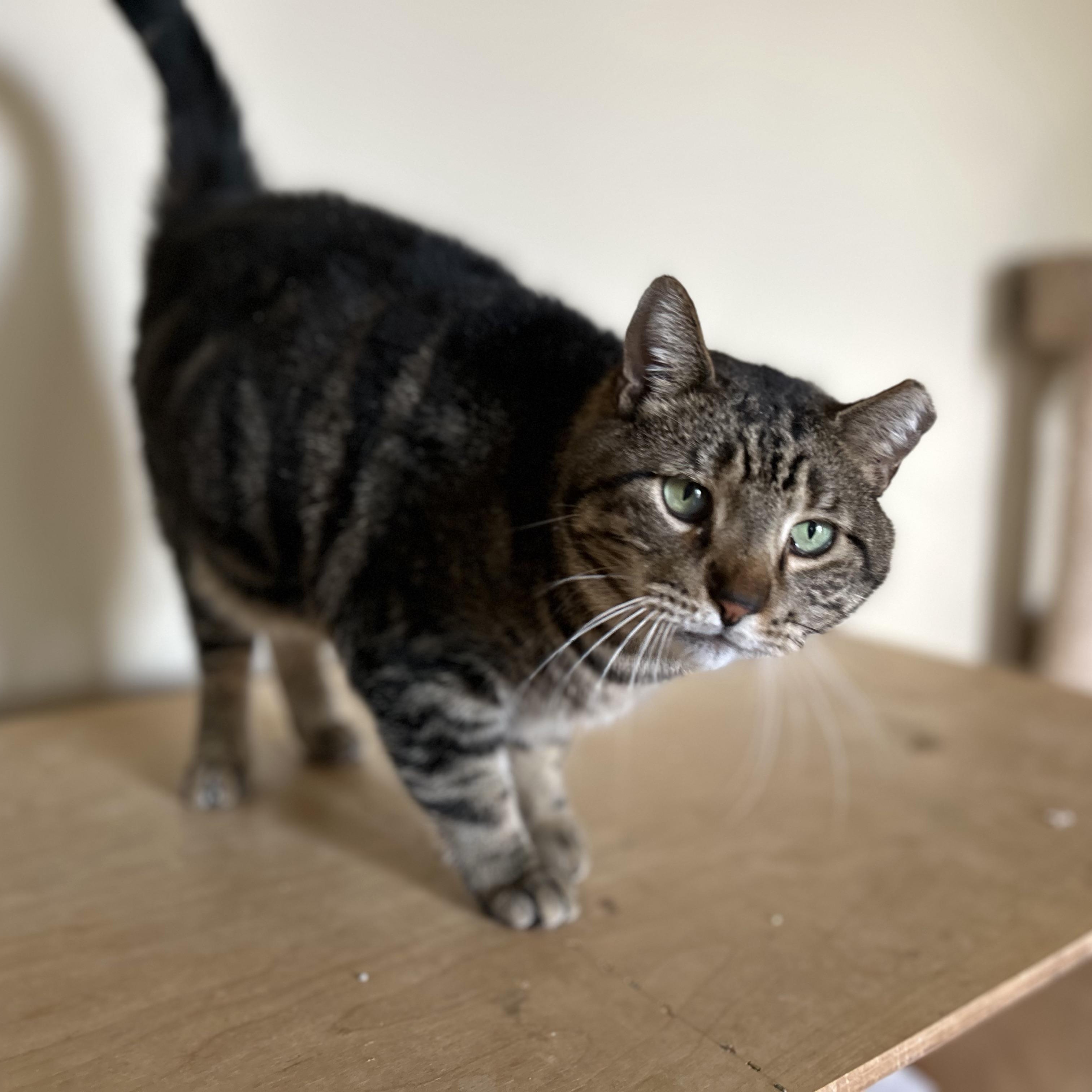 Swirly Boy, Adoptable, Adult Male Domestic Short Hair.