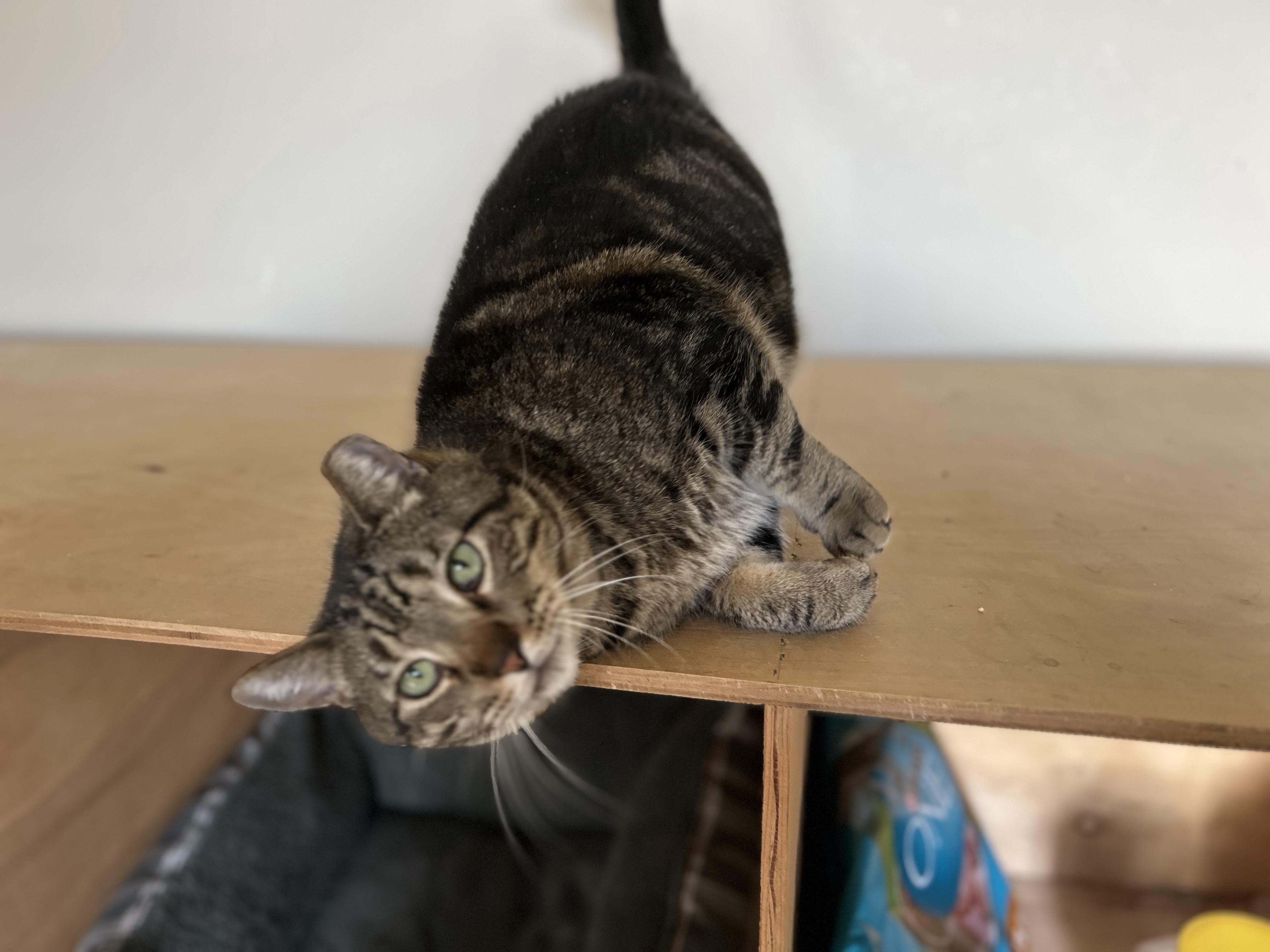 Swirly Boy, a Adoptable Domestic Short Hair image 2/6