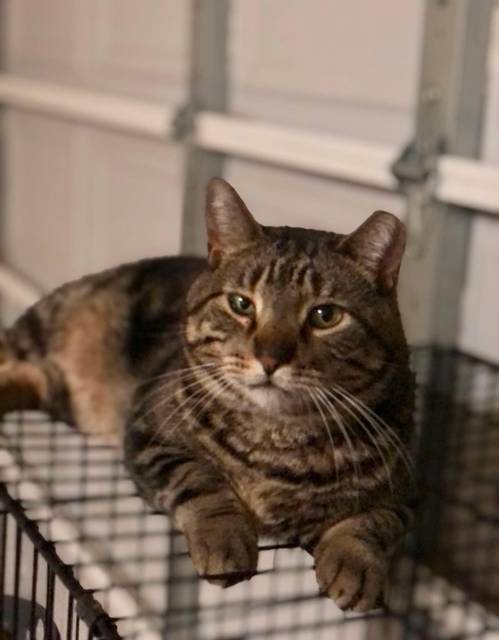 Swirly Boy, a Adoptable Domestic Short Hair image 4/6