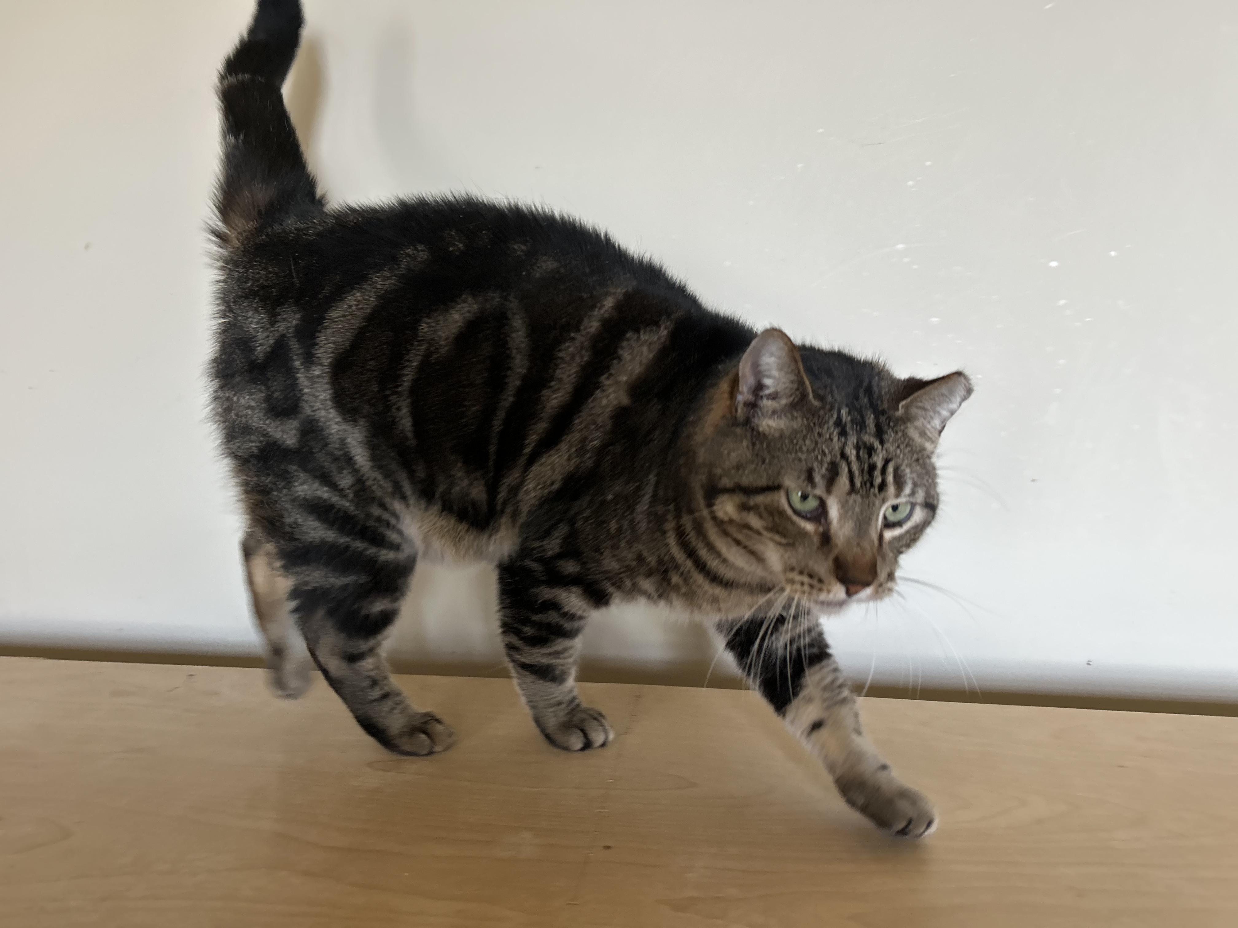 Swirly Boy, a Adoptable Domestic Short Hair image 3/6