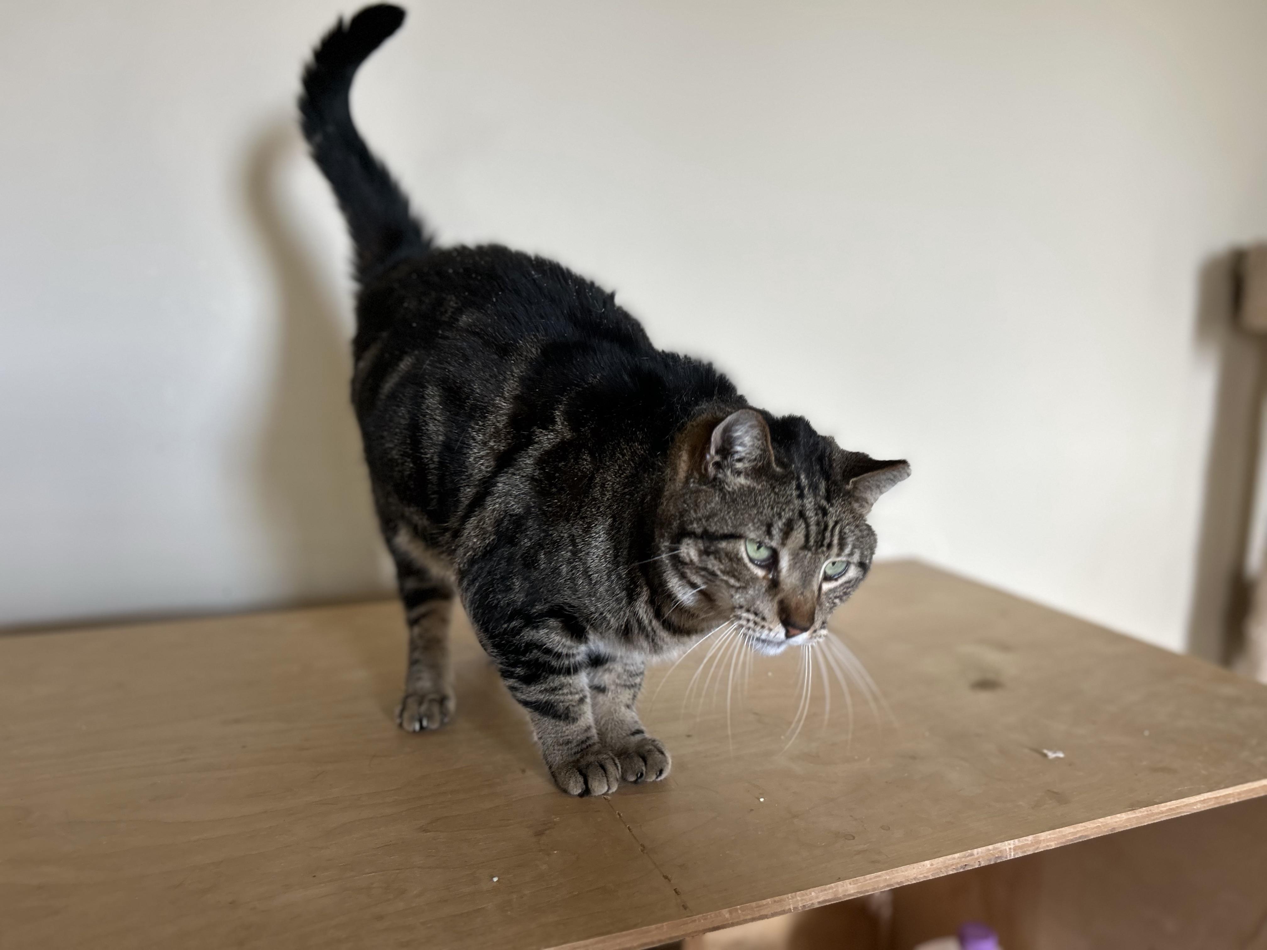 Swirly Boy, a Adoptable Domestic Short Hair image 5/6