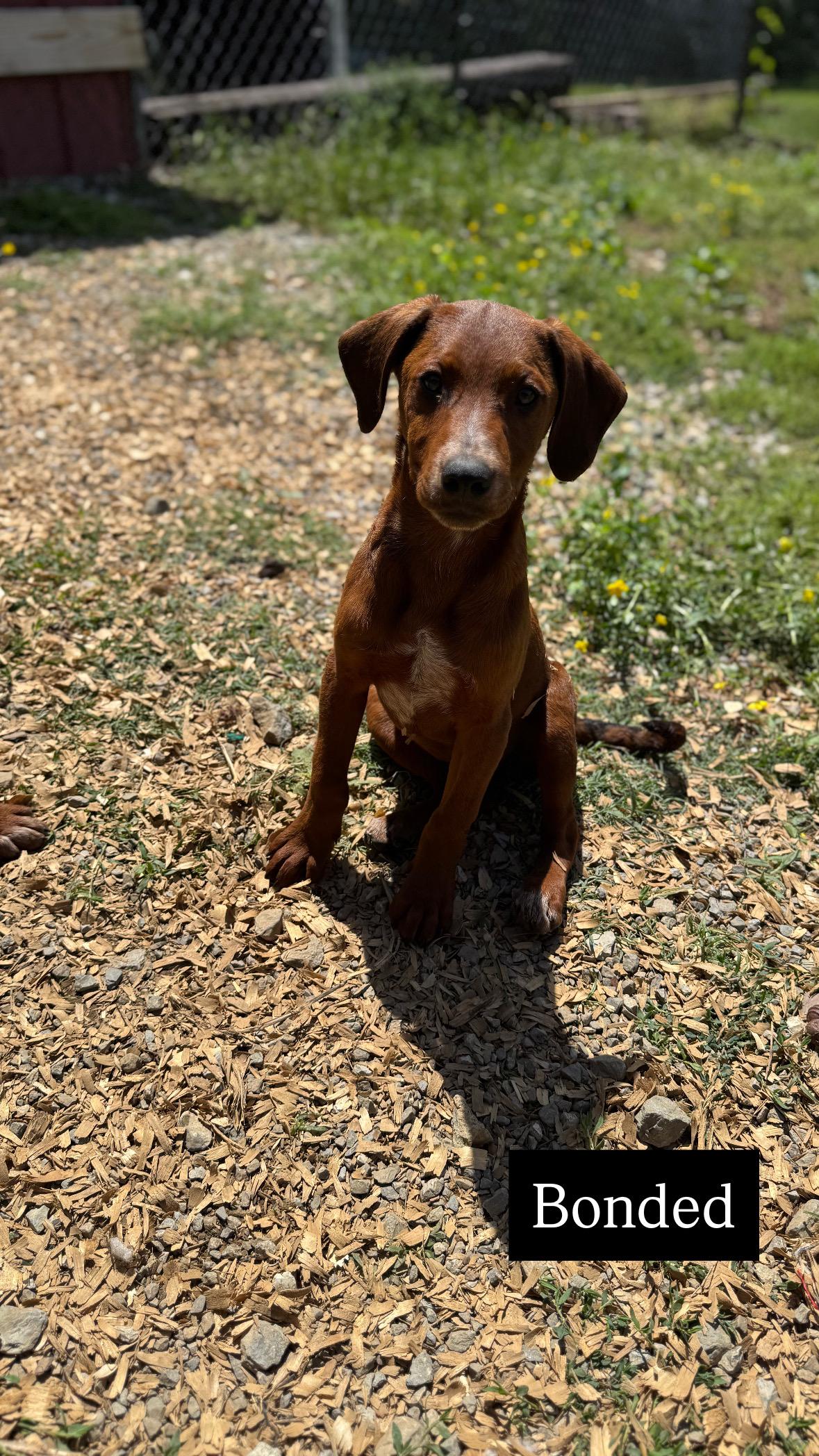 Enlarge Bonded, a Adopted mixed breed in Lynchburg, TN image 1/1