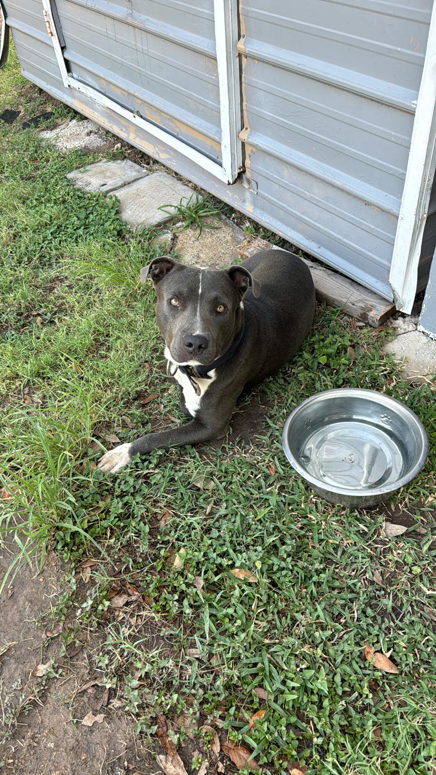 Enlarge NEGRITO, a Adoptable Pit Bull Terrier in Scarsdale, NY image 2/2