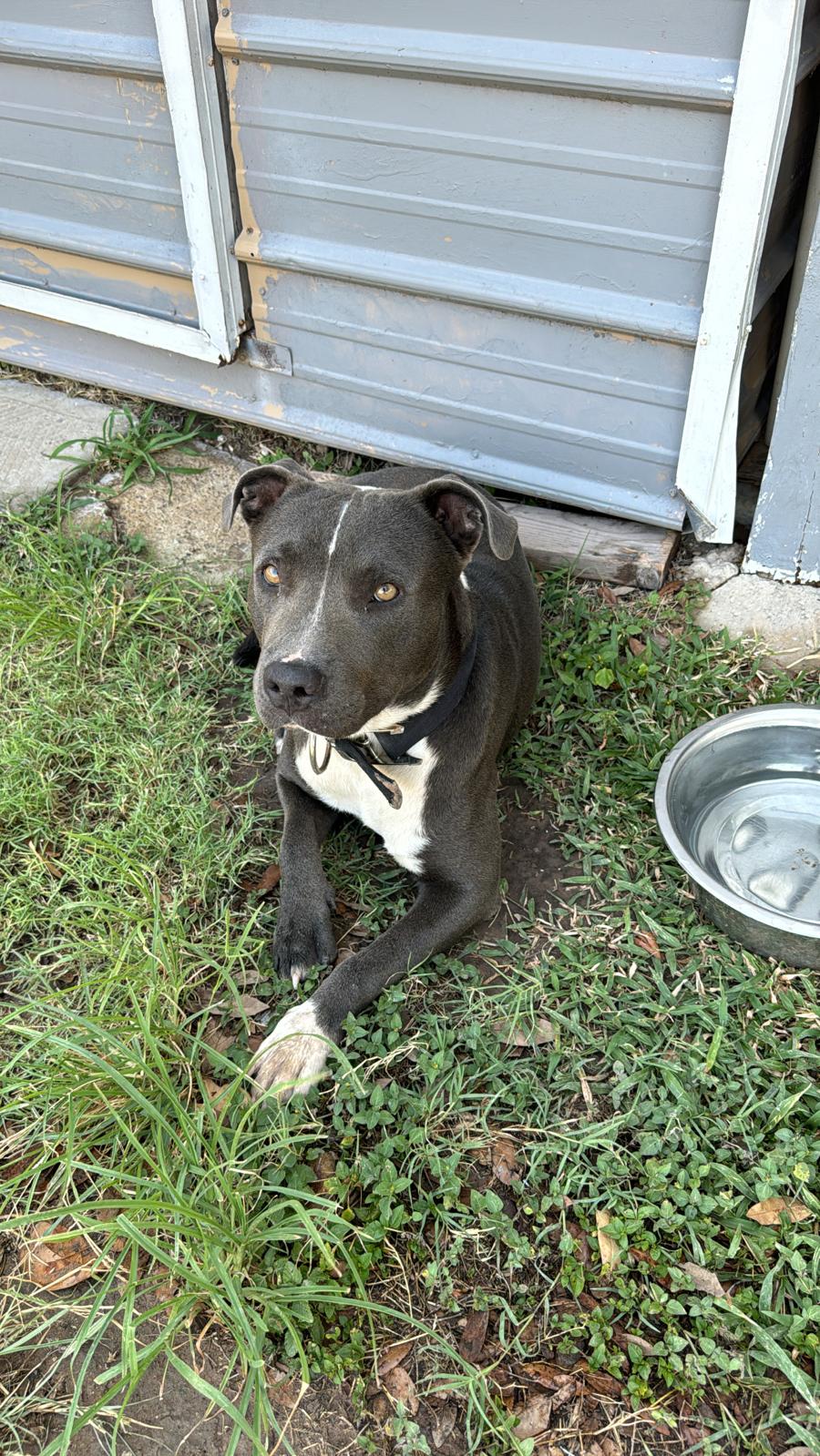 Enlarge NEGRITO, a Adoptable Pit Bull Terrier in Scarsdale, NY image 1/2