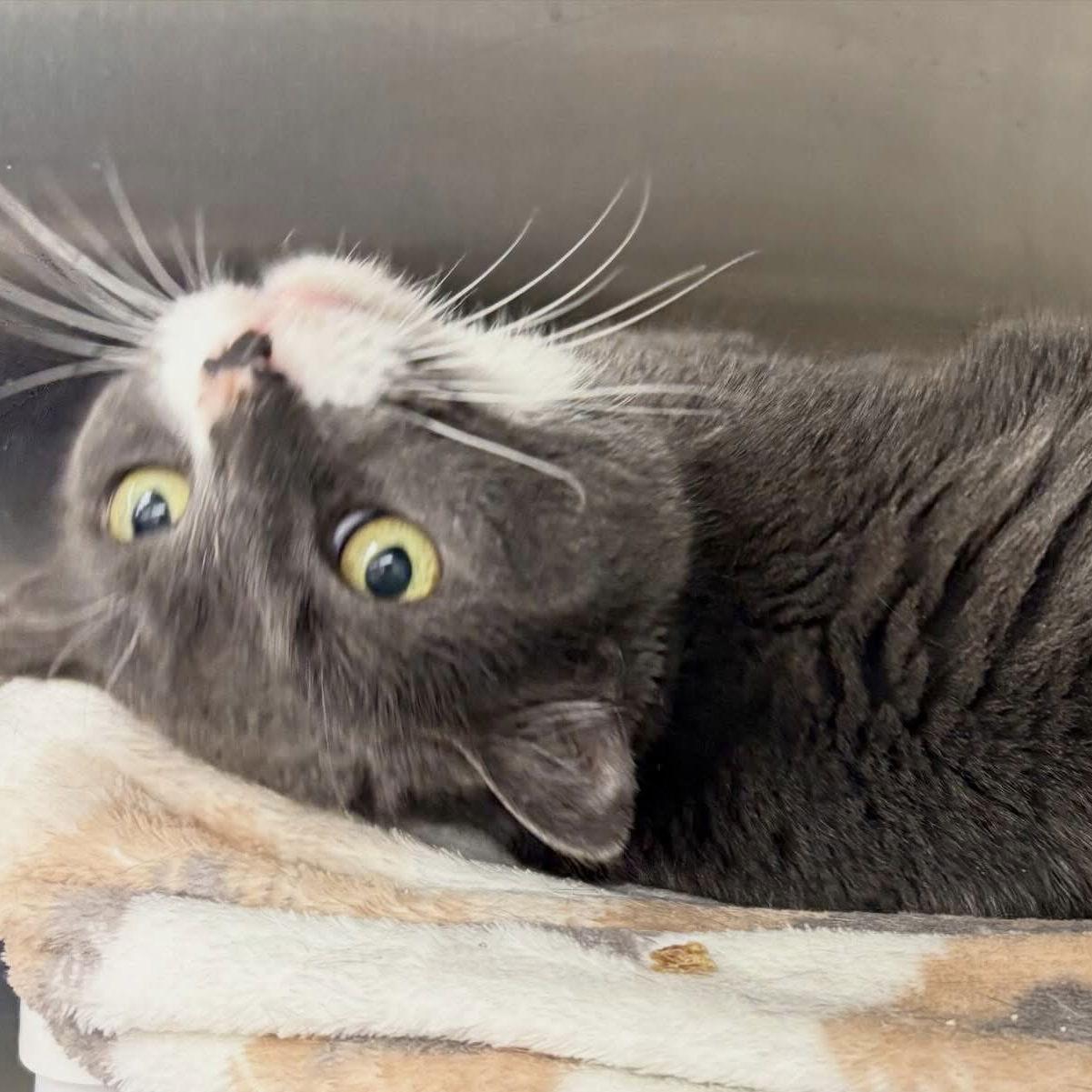 Harper, Adoptable, Senior Female Domestic Short Hair.