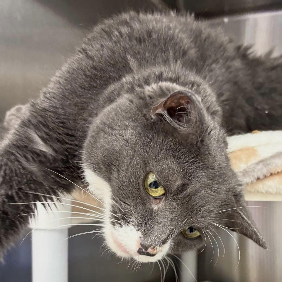 Enlarge Harper, a Adoptable Domestic Short Hair in Winchendon, MA image 2/3