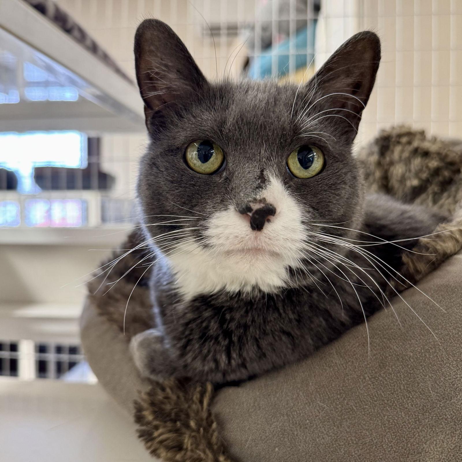 Enlarge Harper, a Adoptable Domestic Short Hair in Winchendon, MA image 2/3