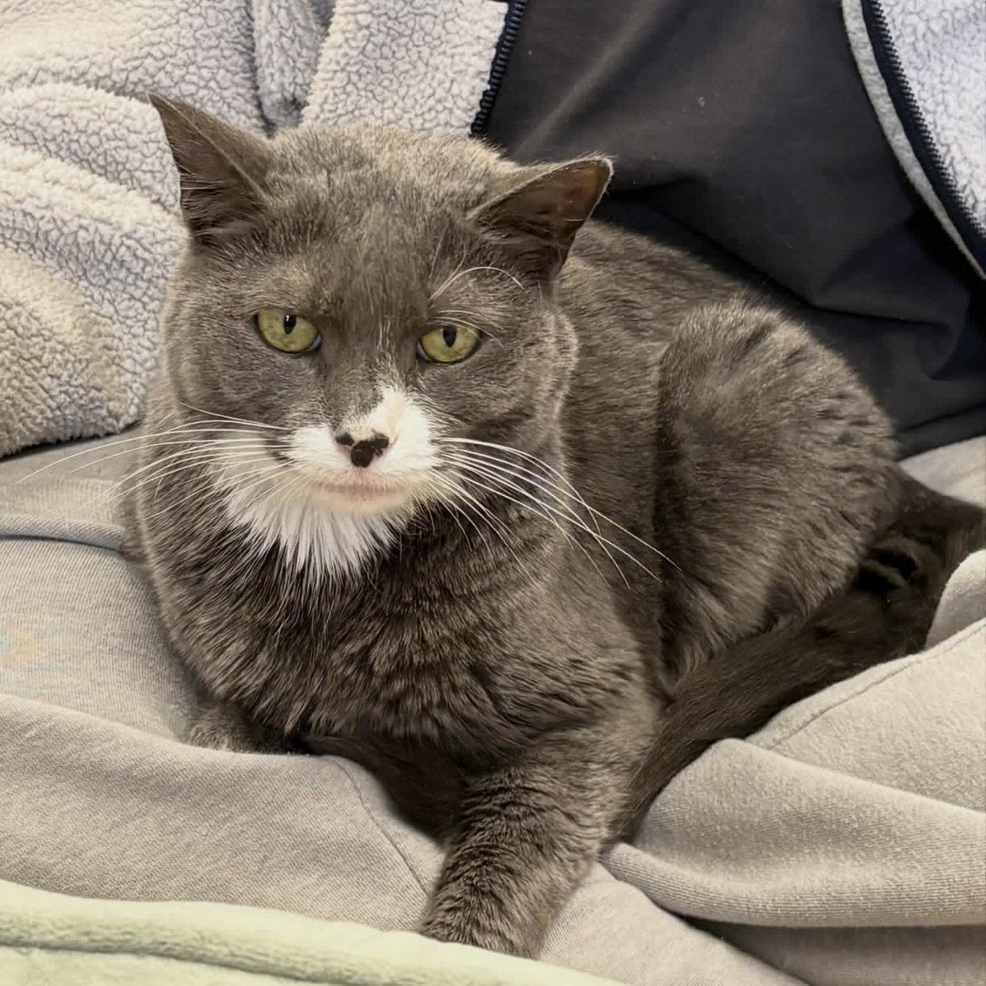 Enlarge Harper, a Adoptable Domestic Short Hair in Winchendon, MA image 2/3