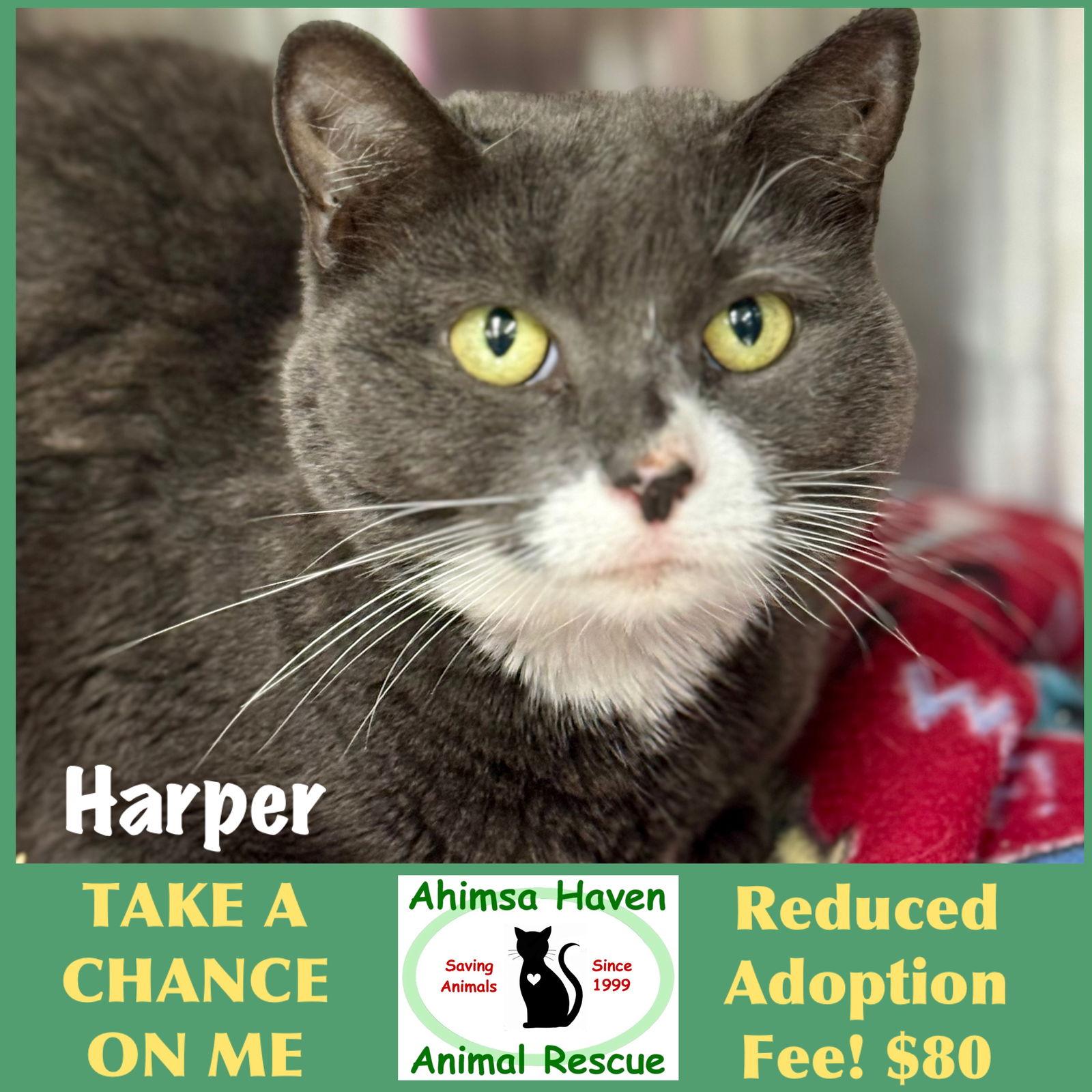 Enlarge Harper, a Adoptable Domestic Short Hair in Winchendon, MA image 3/3