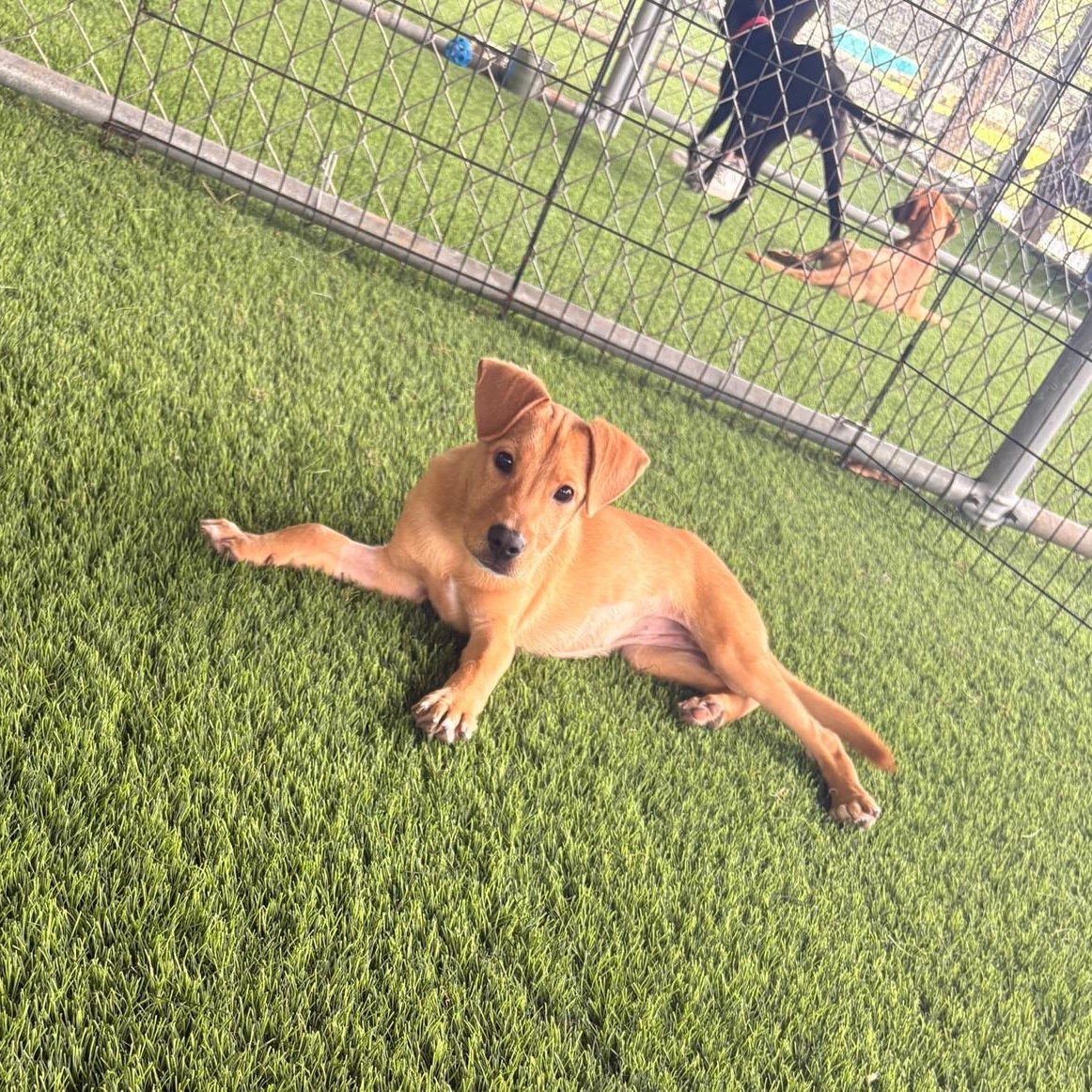 Enlarge Eve, a ADOPTABLE mixed breed in Brooklyn, NY image 3/4