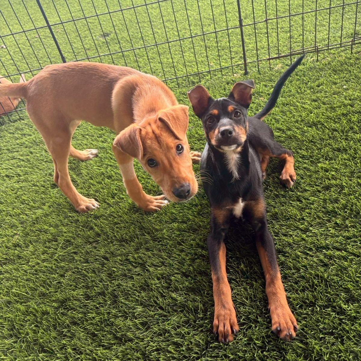 Enlarge Eve, a ADOPTABLE mixed breed in Brooklyn, NY image 2/4