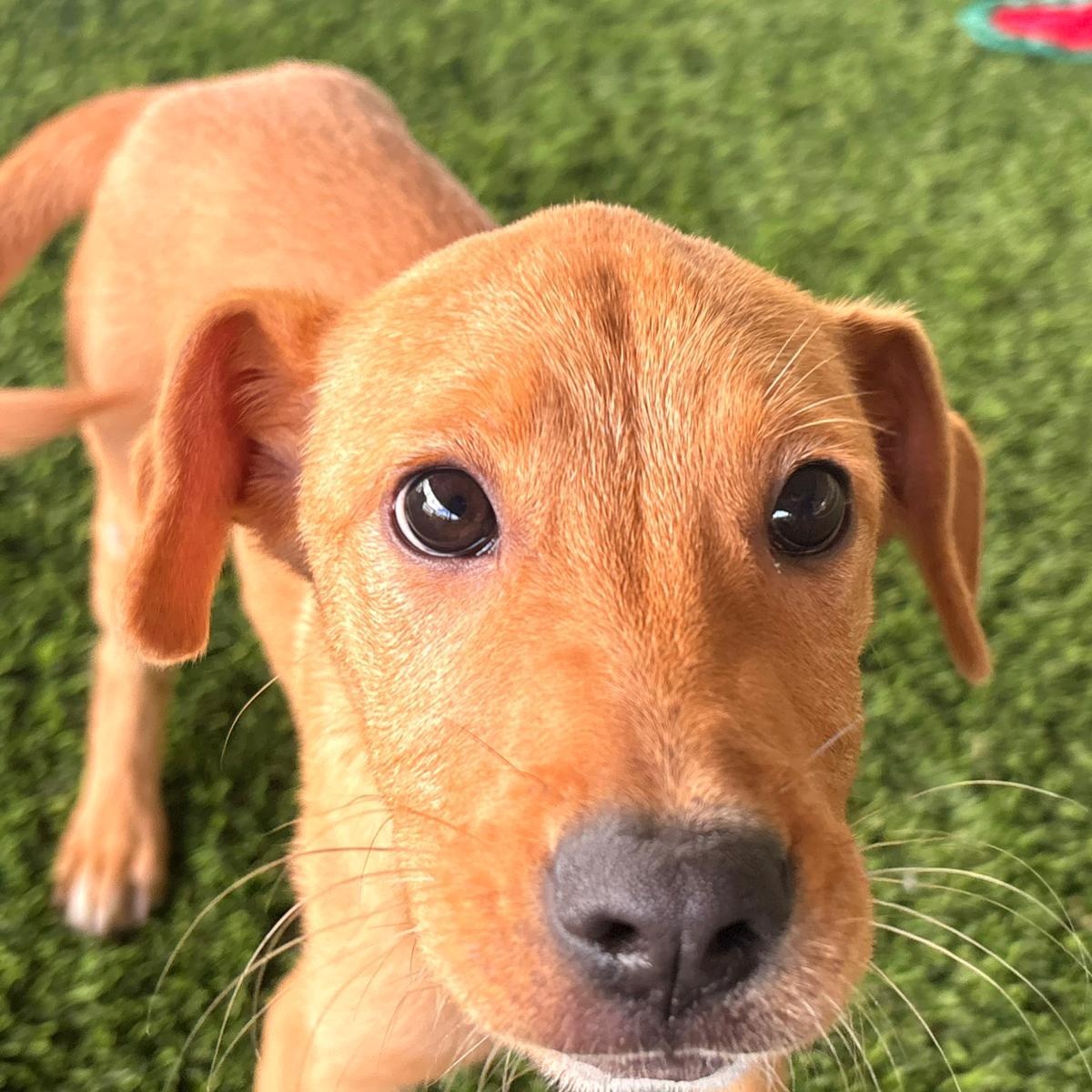 Enlarge Eve, a ADOPTABLE mixed breed in Brooklyn, NY image 4/4