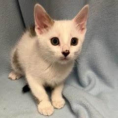 Wedge, adopted, Kitten Male Tabby.