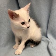 Enlarge Wedge, an adopted Tabby in Green Valley, AZ image 3/4