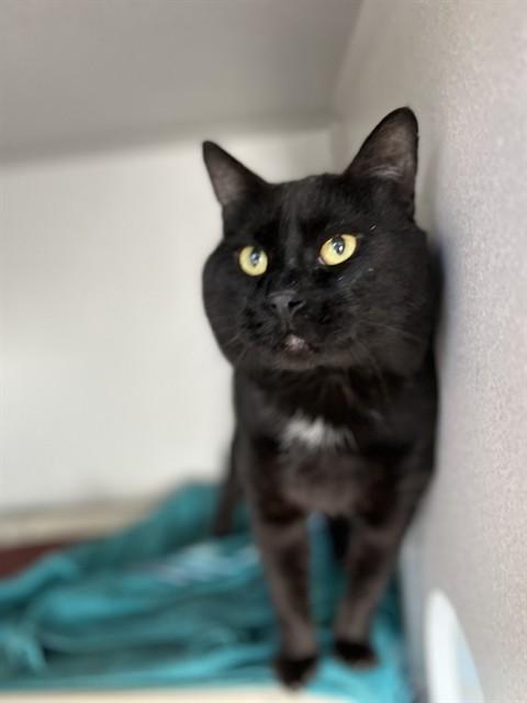 KEANU, Adoptable, Young Male Domestic Short Hair.