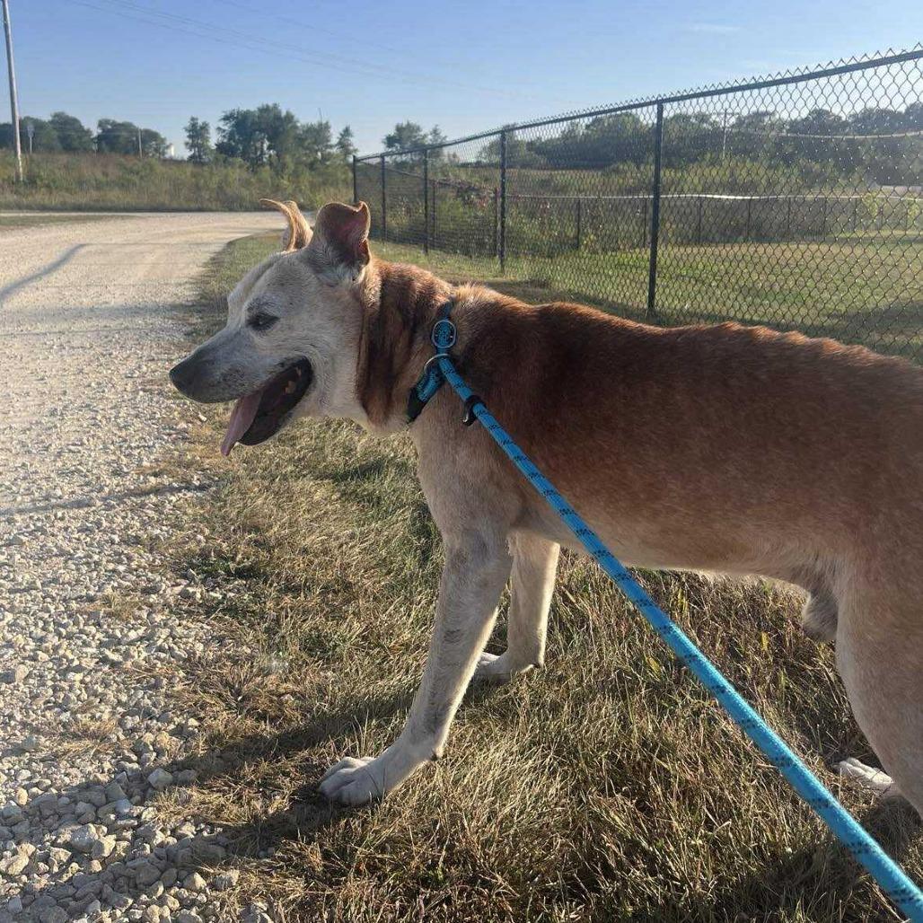 Enlarge Hub, a Adoptable Mixed Breed in Monticello, IA image 1/6
