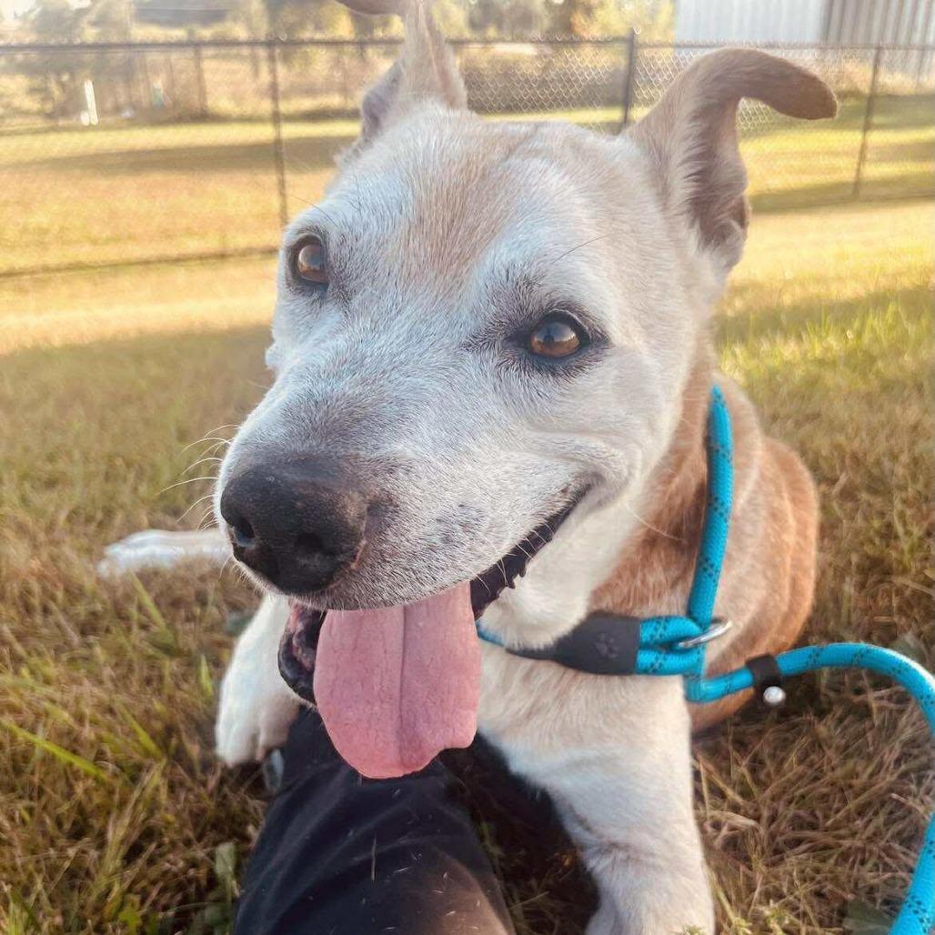 Enlarge Hub, a Adoptable Mixed Breed in Monticello, IA image 2/6