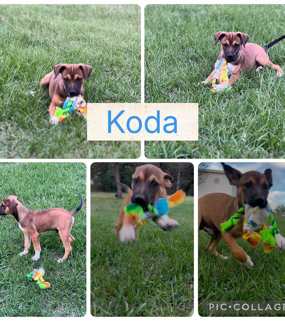 Koda - in Maine, Adoptable, Puppy Male Terrier.