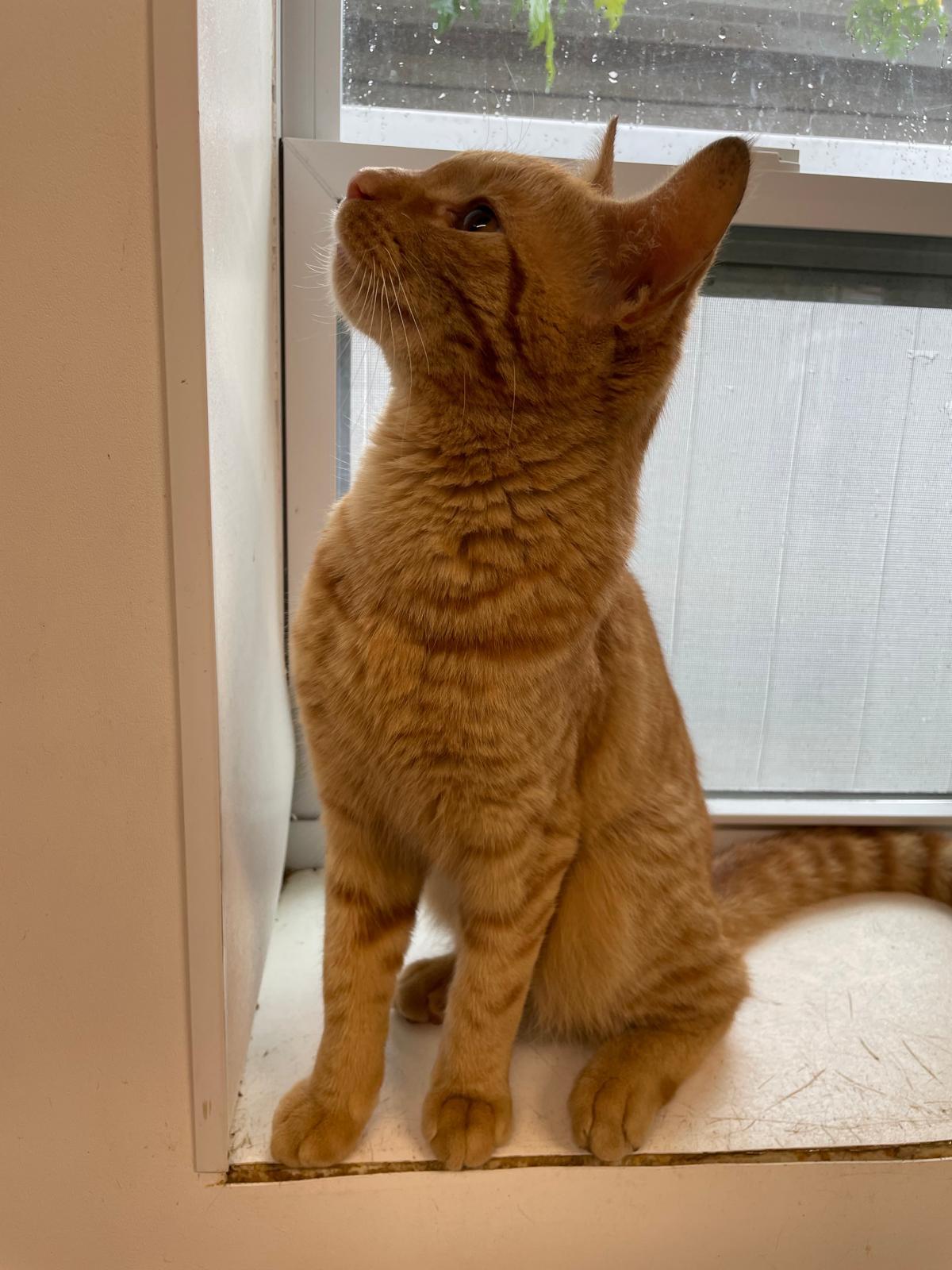 Lionel, an adopted Domestic Short Hair in South Ozone Park, NY image 2/5