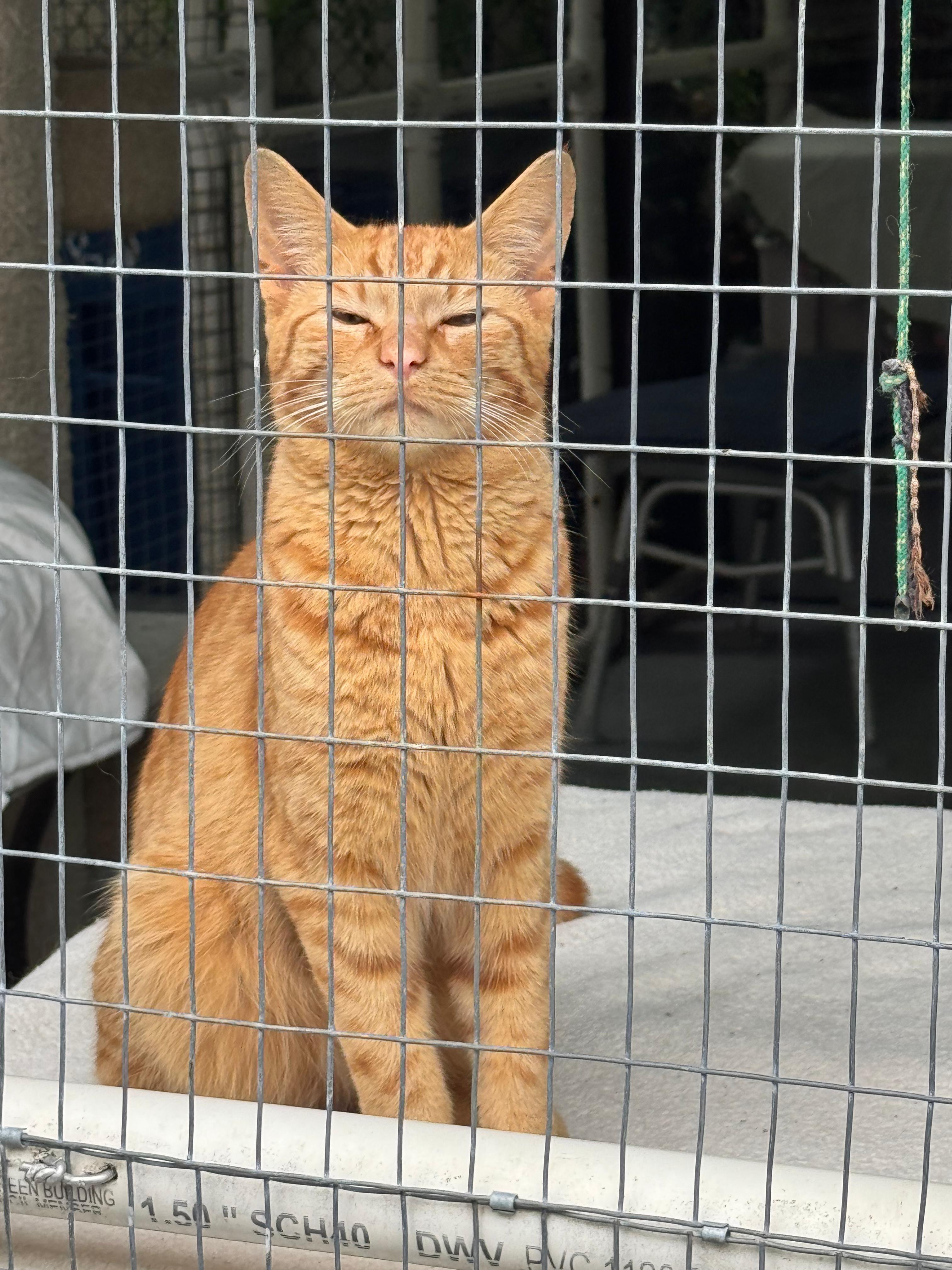 Lionel, an adopted Domestic Short Hair in South Ozone Park, NY image 4/5