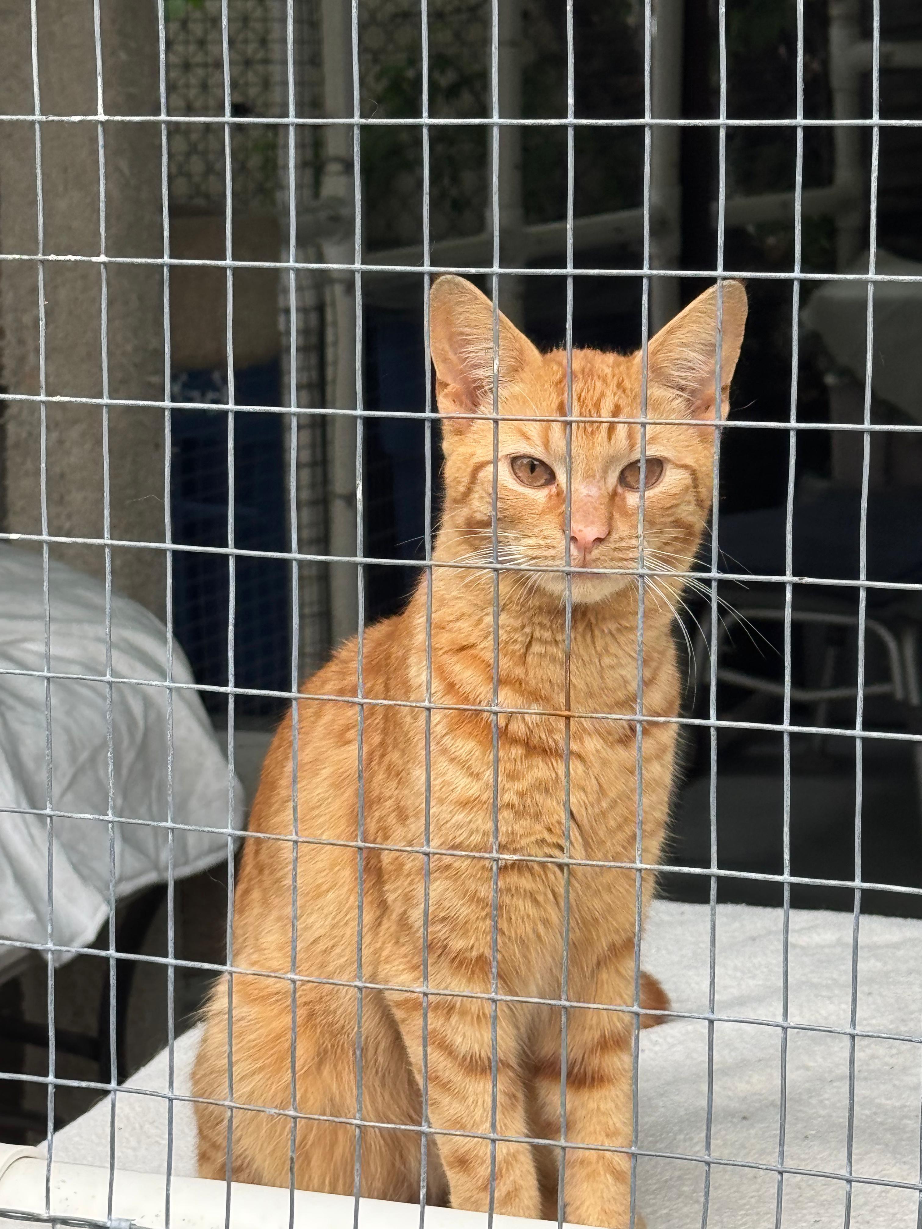 Lionel, an adopted Domestic Short Hair in South Ozone Park, NY image 3/5