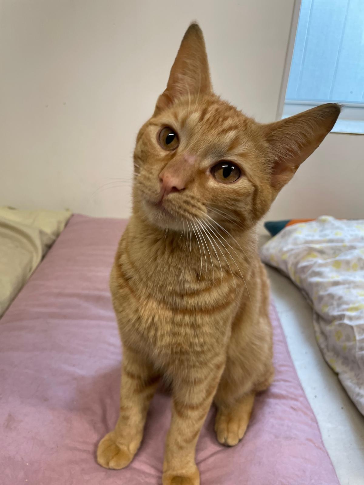Lionel, adopted, Young Male Domestic Short Hair.