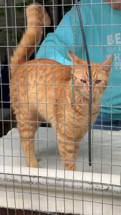Enlarge Lionel, an adopted Domestic Short Hair in South Ozone Park, NY video 5/5