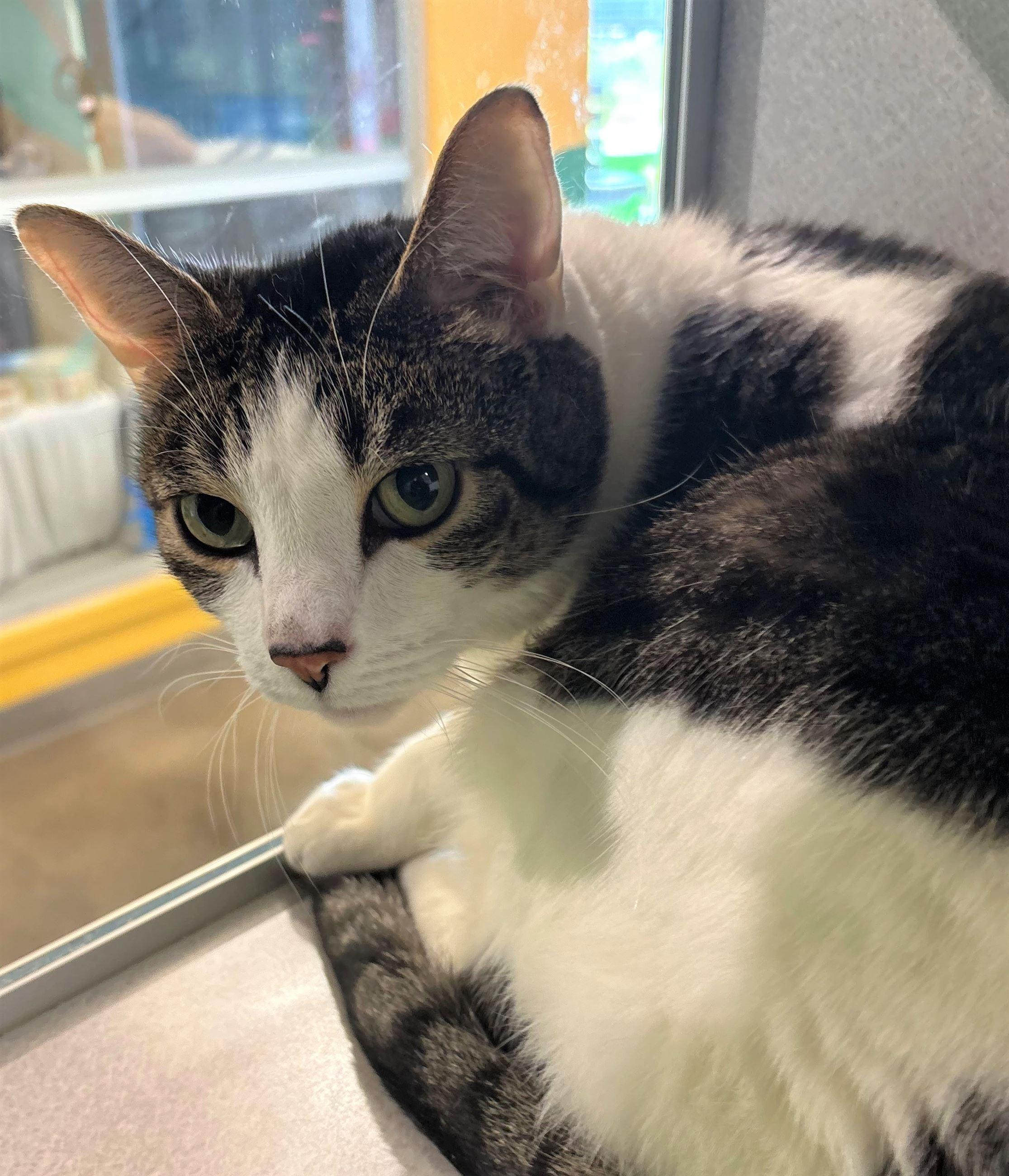 Blimp, a ADOPTABLE Domestic Short Hair in Iowa City, IA image 2/2