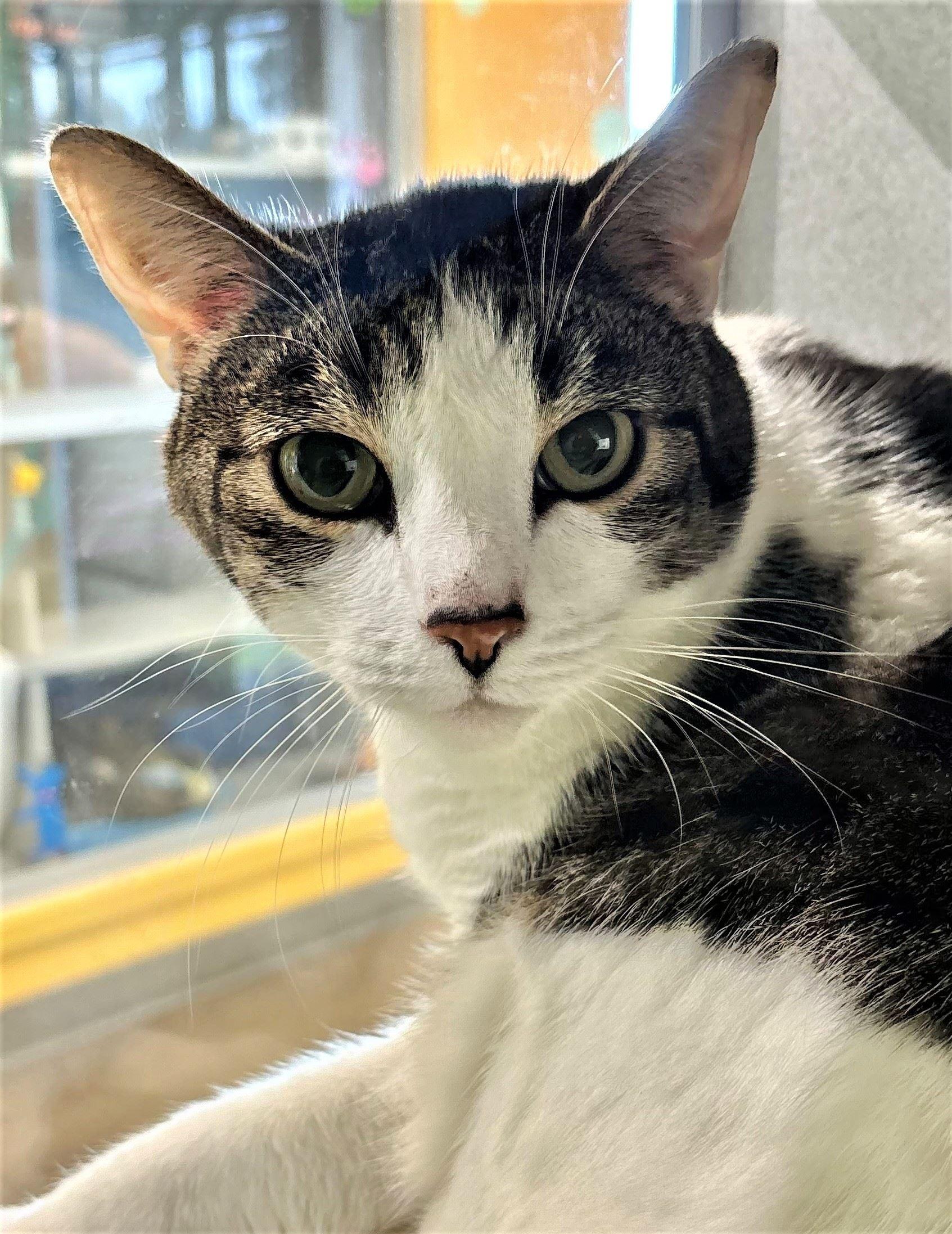 Blimp, ADOPTABLE, Adult Male Domestic Short Hair.