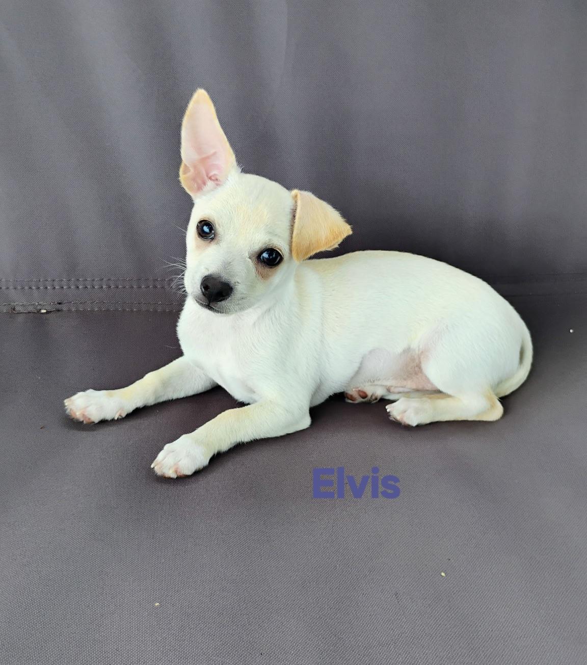 Elvis