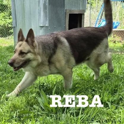 Enlarge Faith 5/09/2026 (Reba), a Adoptable German Shepherd Dog in Van Horne, IA image 1/1