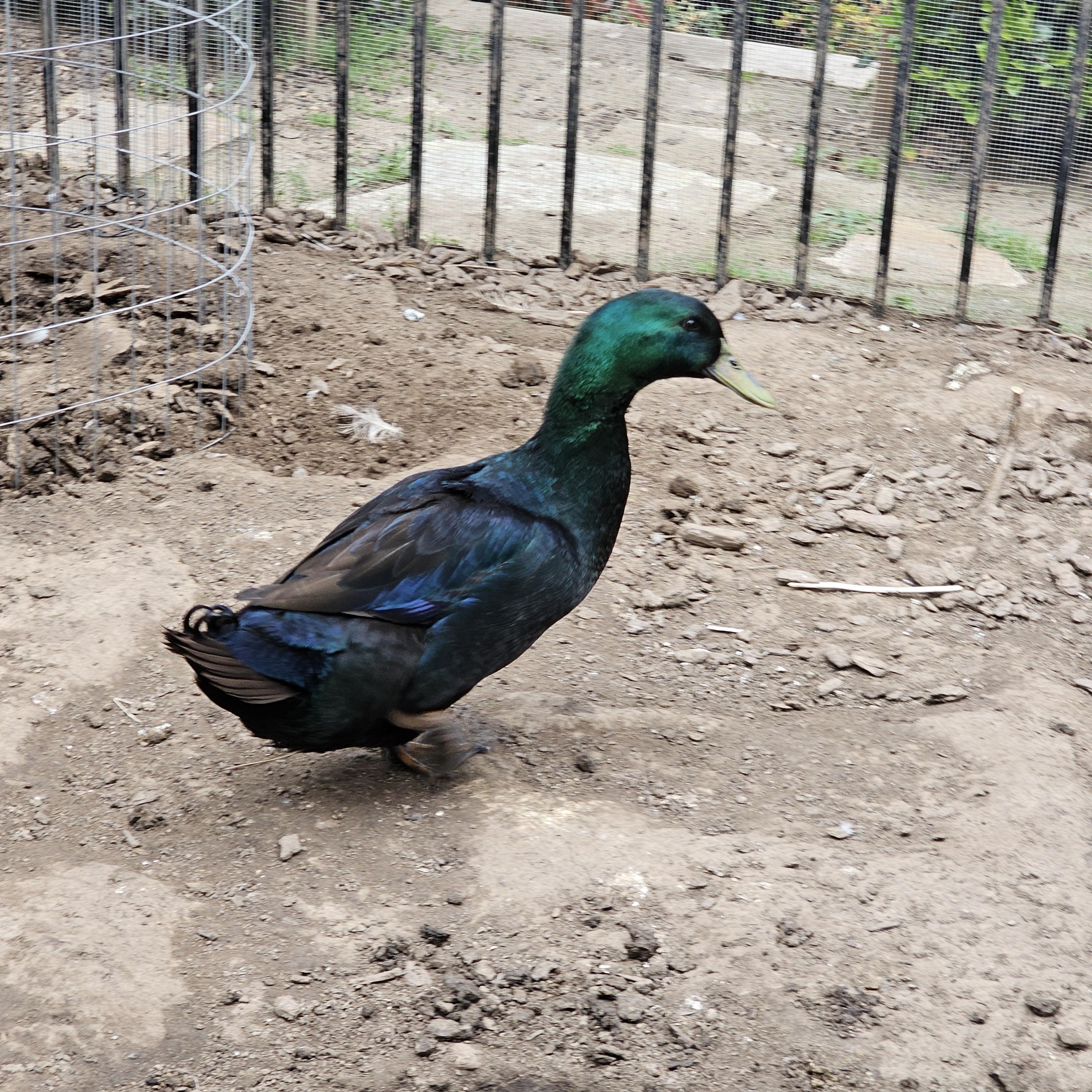 Bean, Adoptable, Young Male Duck.