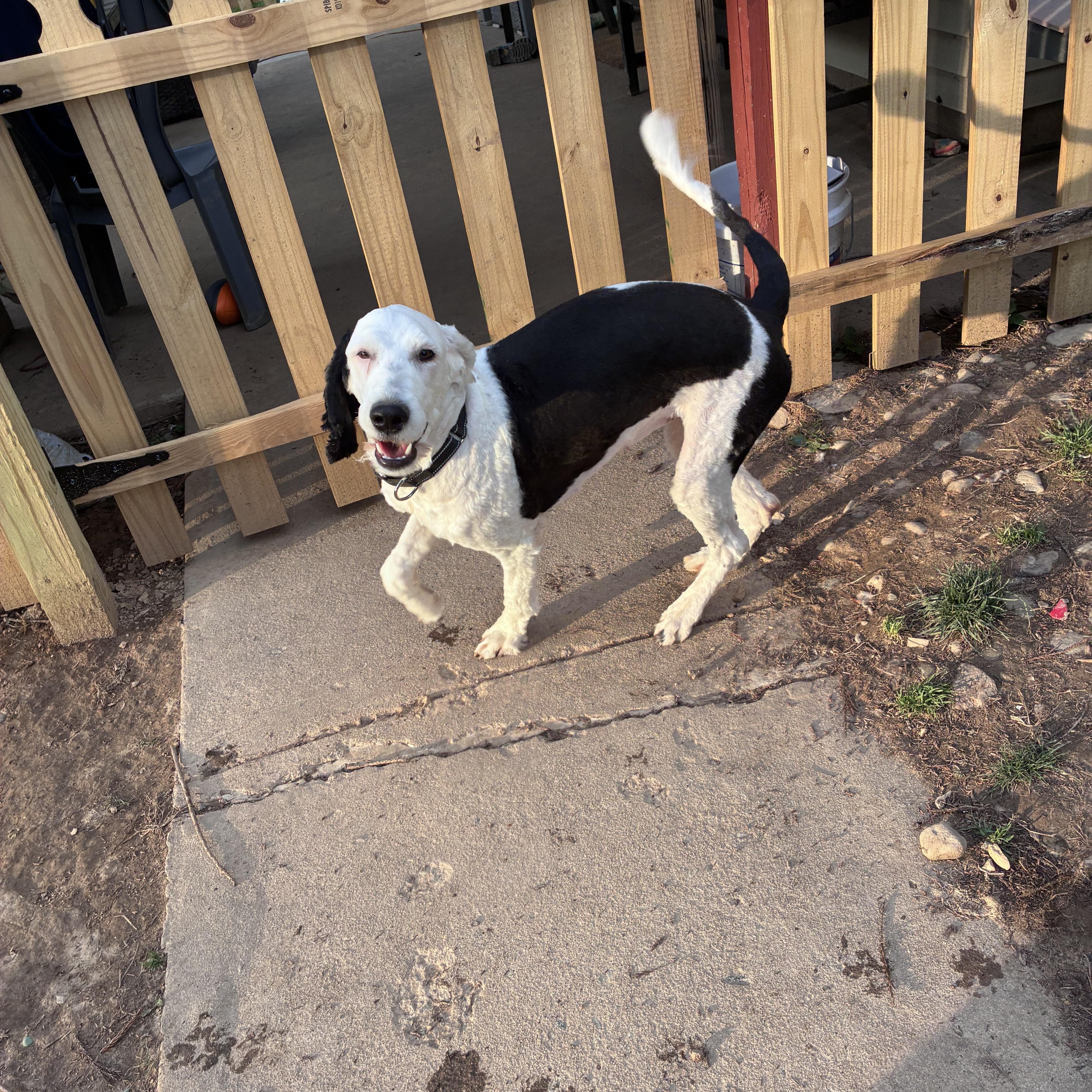 Enlarge Tia, a ADOPTABLE Sheepadoodle in Lincoln University, PA image 3/4