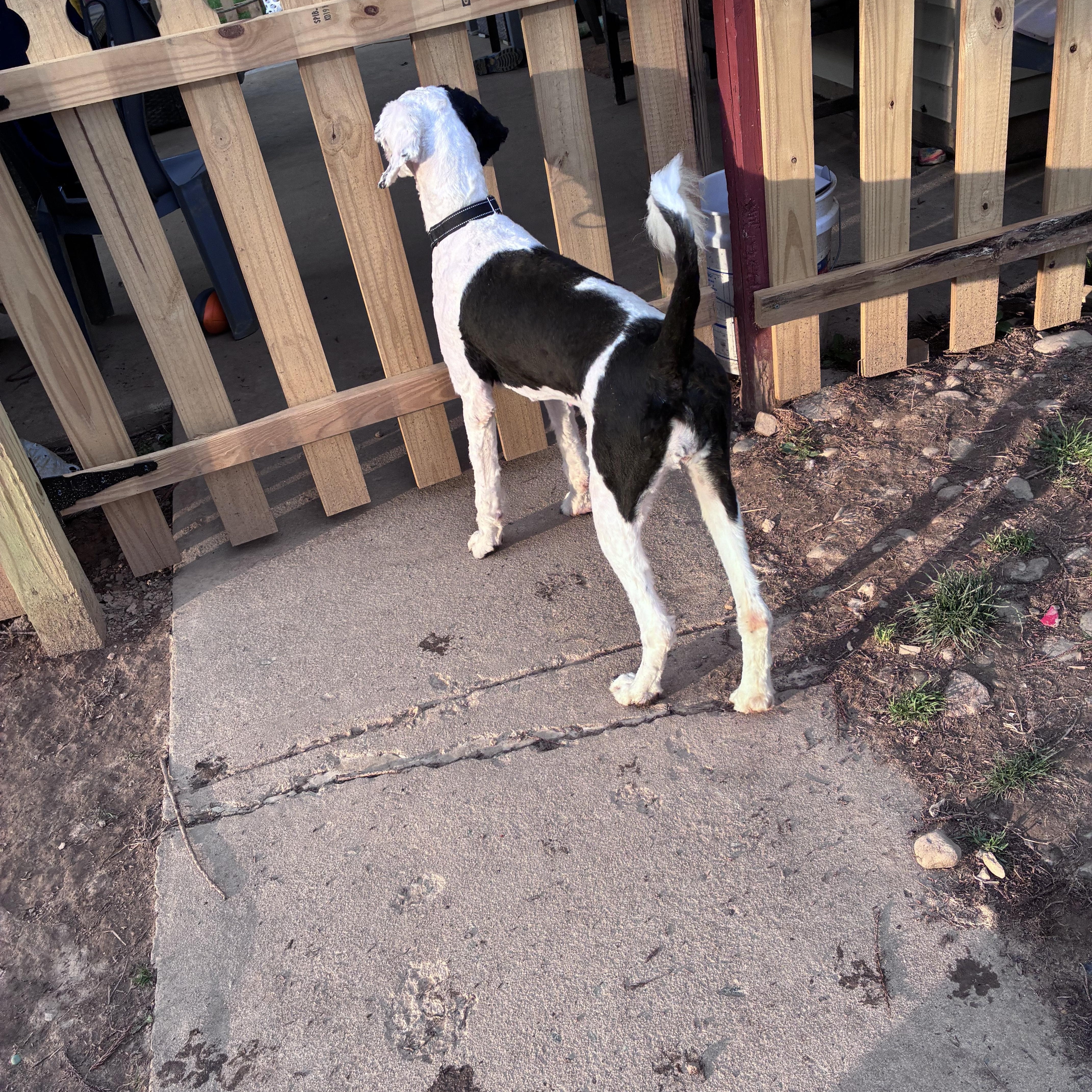 Enlarge Tia, a ADOPTABLE Sheepadoodle in Lincoln University, PA image 2/4