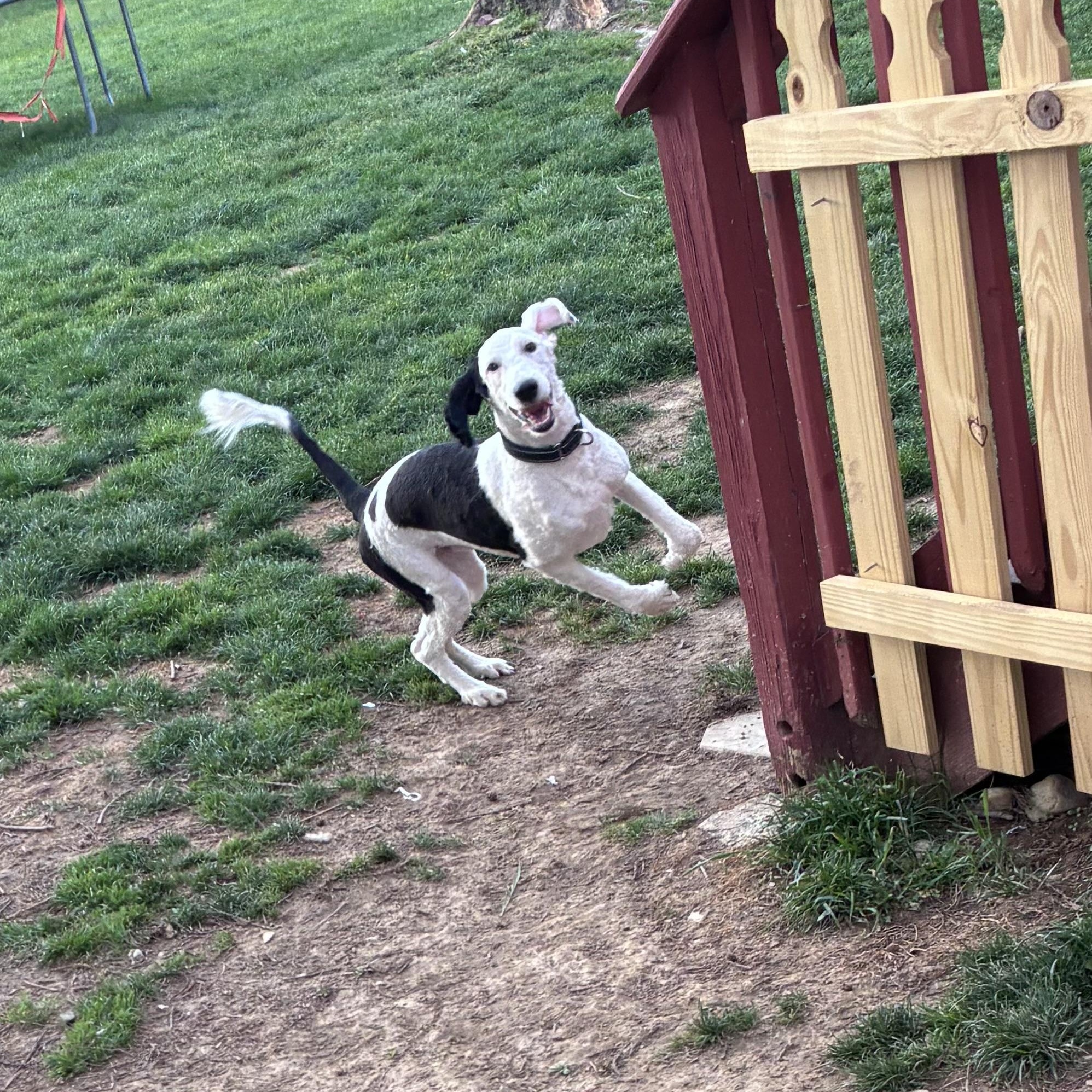 Enlarge Tia, a ADOPTABLE Sheepadoodle in Lincoln University, PA image 1/4