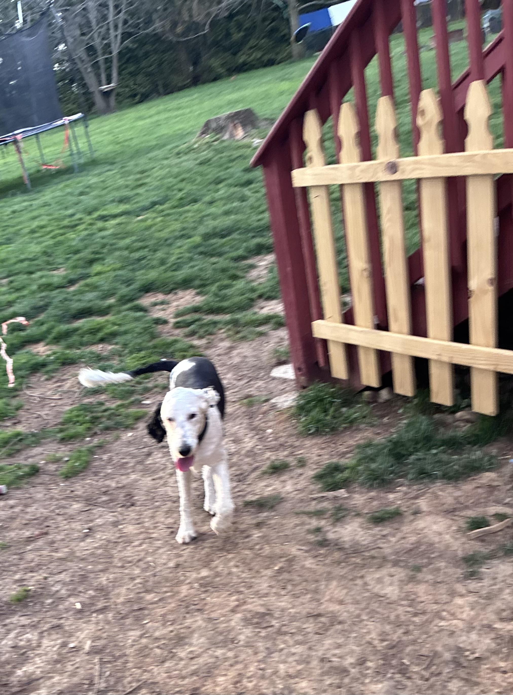 Enlarge Tia, a ADOPTABLE Sheepadoodle in Lincoln University, PA image 4/4