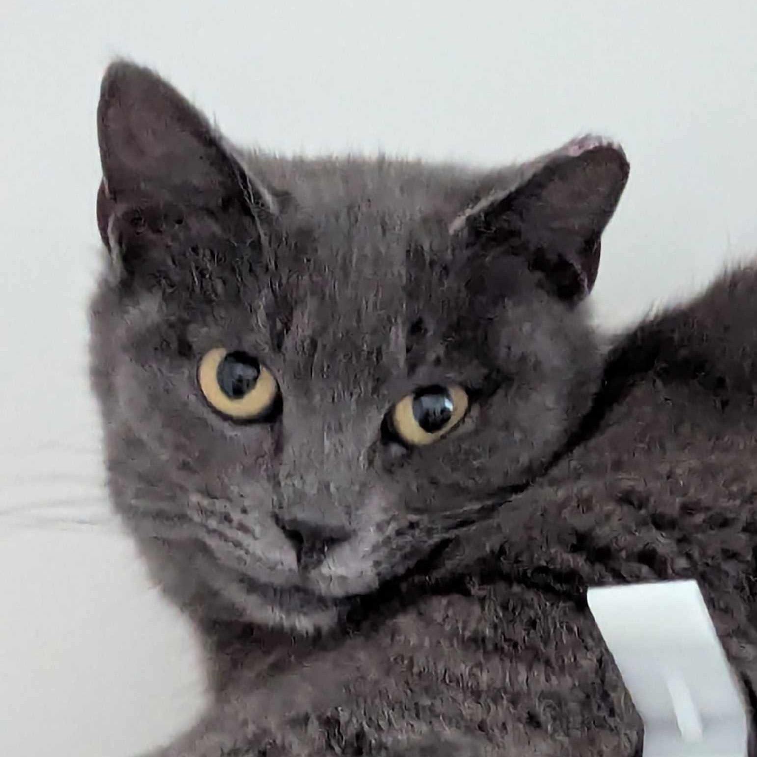 Nora Bean Md thumbnail 5