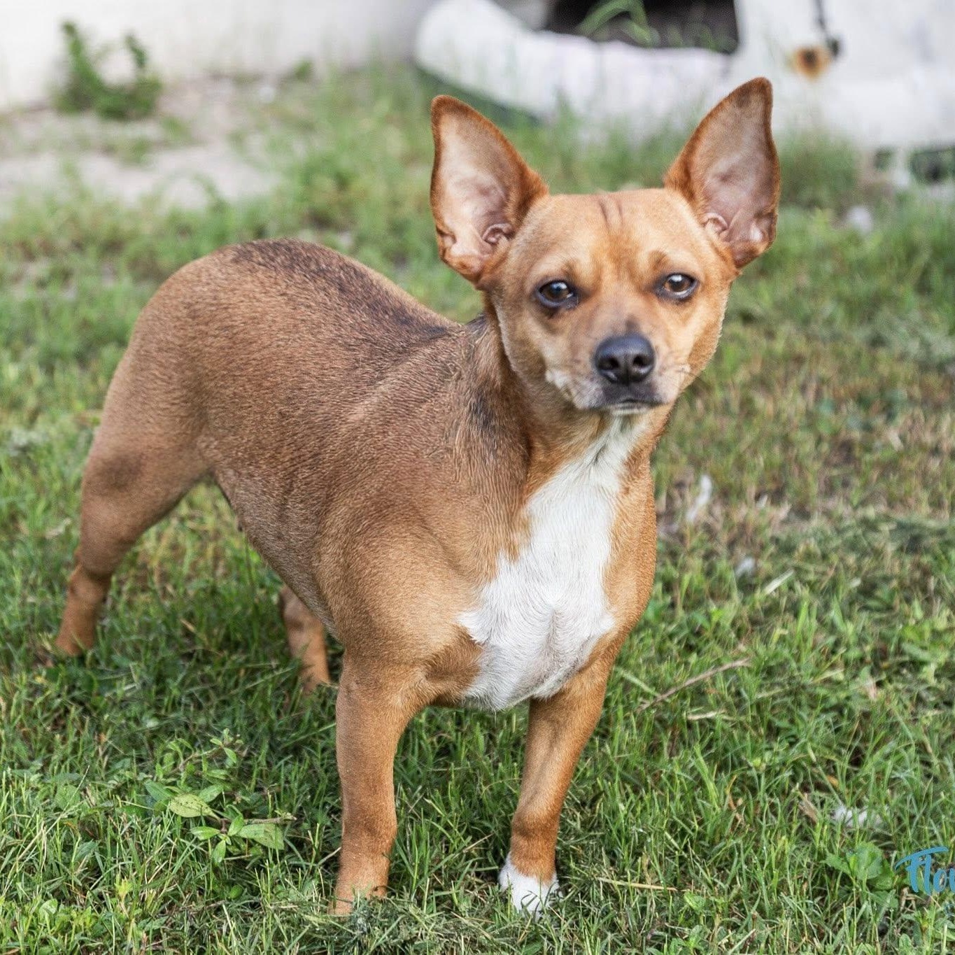 Cinnamon, Young Female Chihuahua