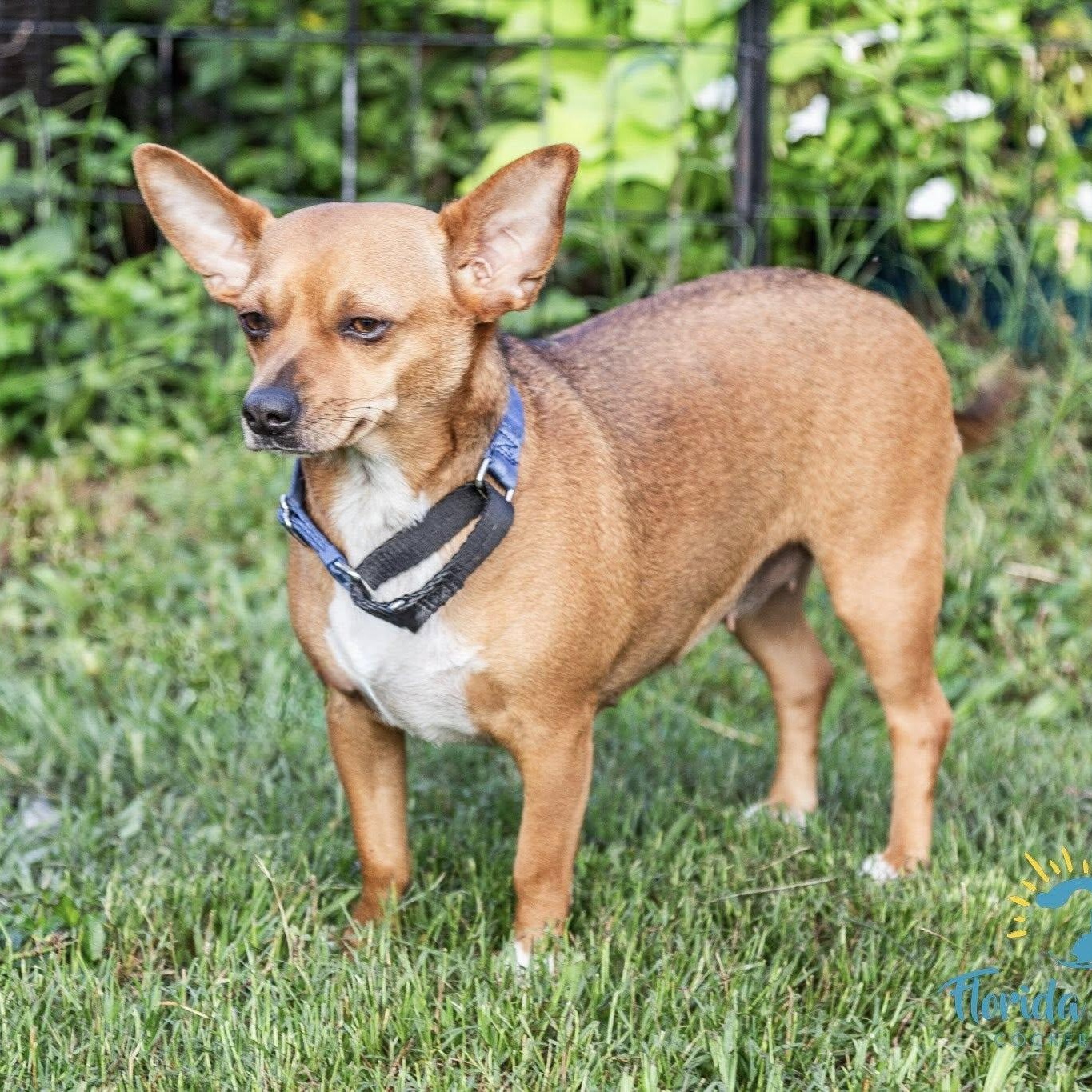 Cinnamon photo 3