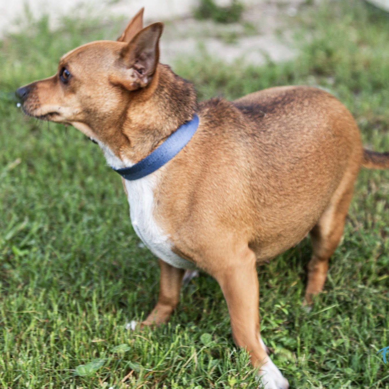 Cinnamon photo 4