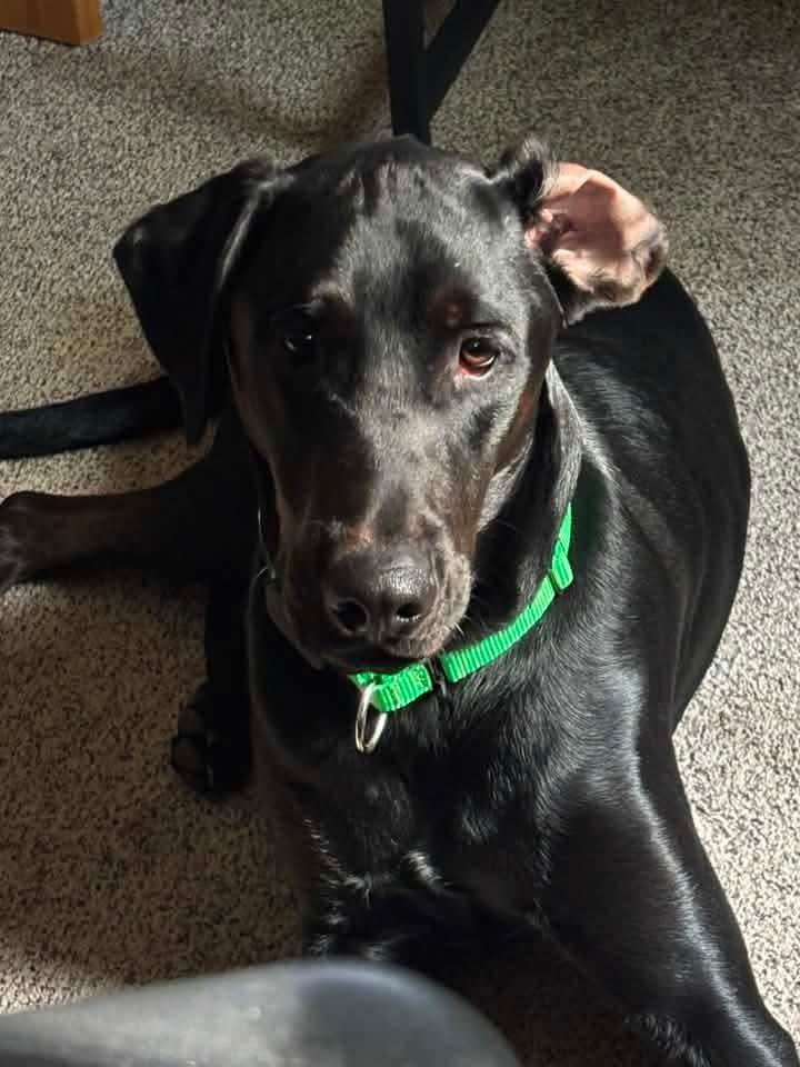Winston (Summit), a Adoptable mixed breed in Wausau, WI image 2/4